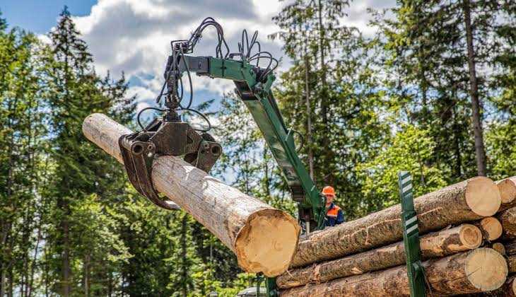 Easy Does It Tree Service: What to Look for in a Reliable Tree Company
